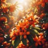 Mandarinas floreciendo