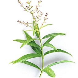 Fragancia suave de carácter permanente con propiedades sedantes