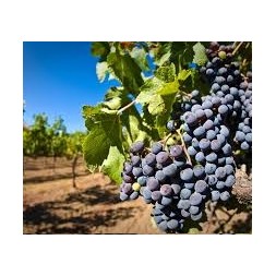 Uva Deliciosa, en estado fresco y natural es muy dulce y fuerte